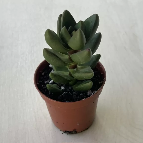 Crassula 'Ben' Crassula 'Ben'