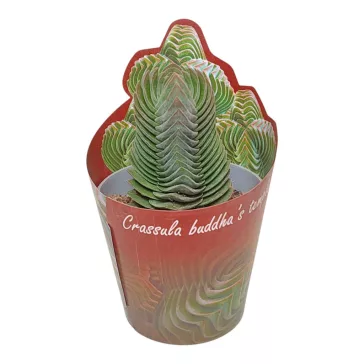 Crassula 'Buddha's temple'