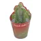 Crassula 'Buddha's temple'
