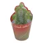 Crassula 'Buddha's temple'