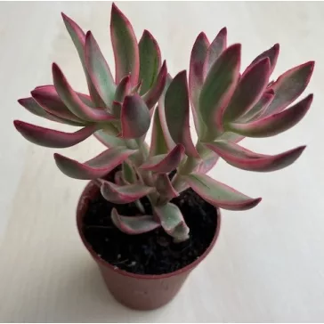 Crassula rubricaulis 'Candy Cane'