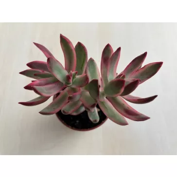 Crassula rubricaulis 'Candy Cane'