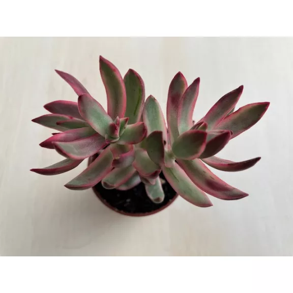 Crassula rubricaulis 'Candy Cane'