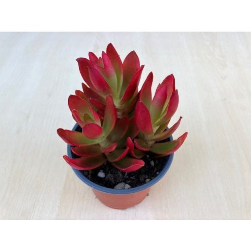 Crassula capitella 'Flamella'