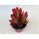 Crassula capitella 'Flamella'