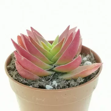 Crassula capitella Red Pagoda