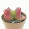 Crassula capitella Red Pagoda