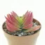 Crassula capitella Red Pagoda