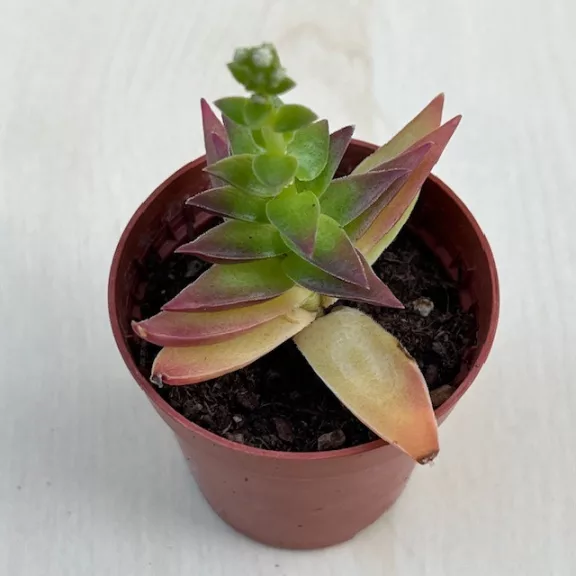 Crassula capitella Red Pagoda