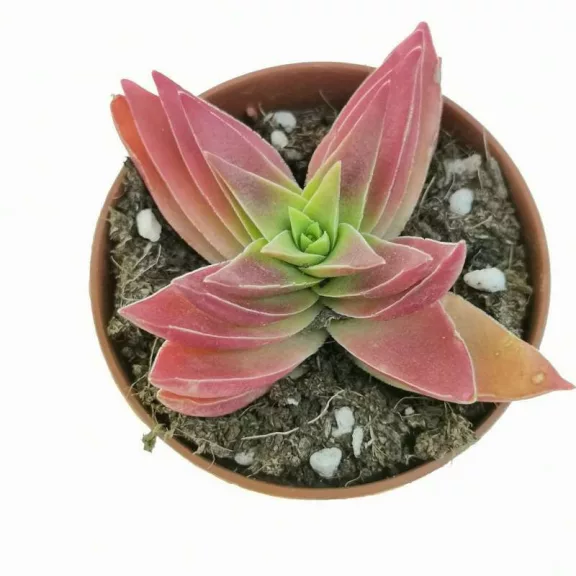 Crassula capitella Red Pagoda