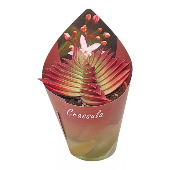 Crassula capitella Red Pagoda