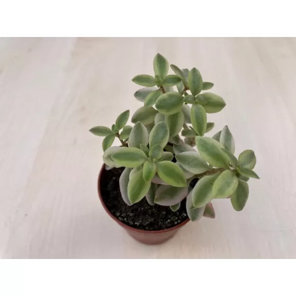 Crassula capitella rosea Crassula capitella rosea