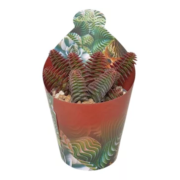Crassula capitella subsp. thyrsiflora