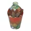 Crassula capitella subsp. thyrsiflora