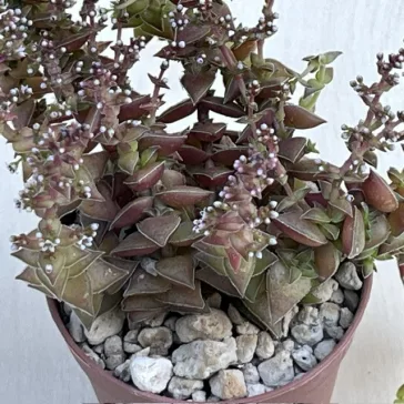 Crassula capitella subsp. thyrsiflora