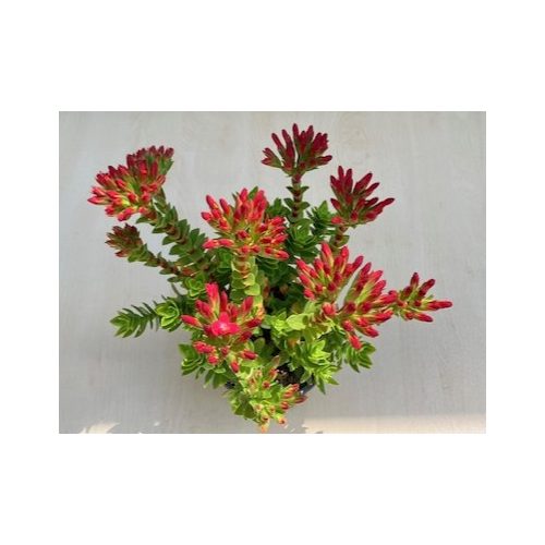 Crassula coccinea