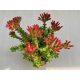 Crassula coccinea