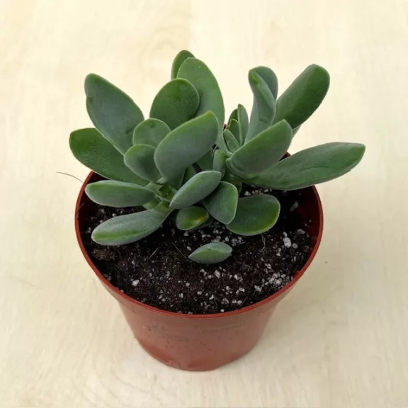 Crassula cotyledonis Crassula cotyledonis
