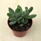 Crassula cotyledonis