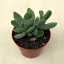 Crassula cotyledonis