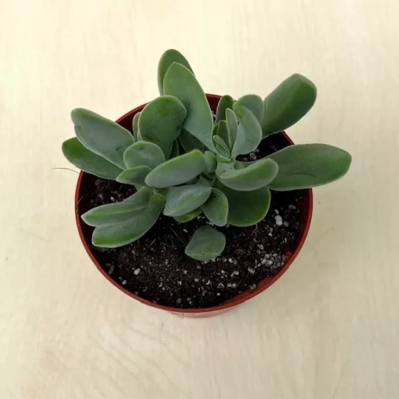 Crassula cotyledonis Crassula cotyledonis