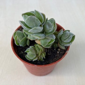Crassula deceptor