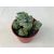 Crassula deceptor