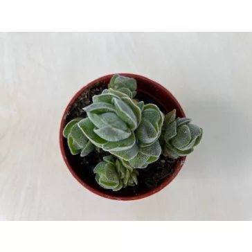 Crassula deceptor