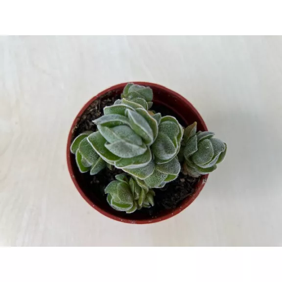 Crassula deceptor