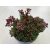 Crassula exilis