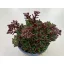 Crassula exilis