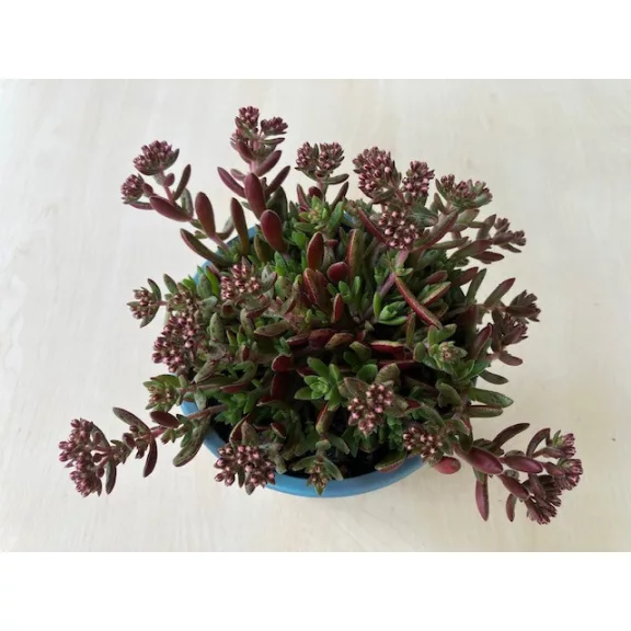 Crassula exilis