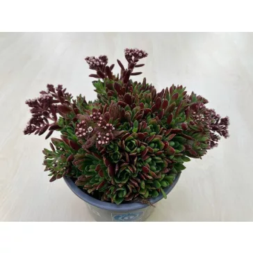 Crassula exilis