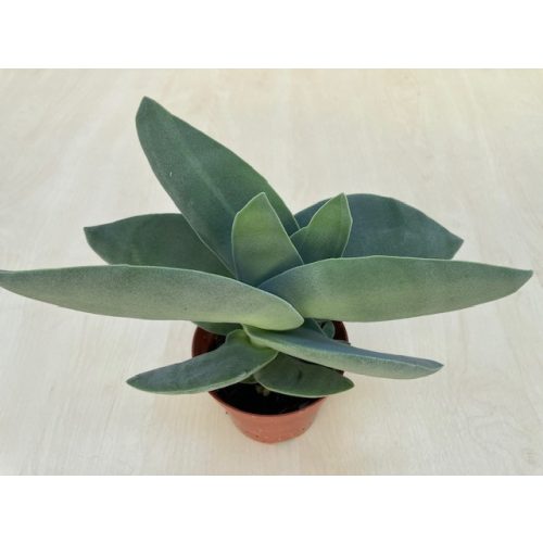 Crassula falcata 'Boomerang'