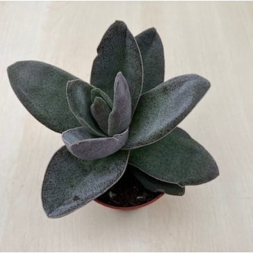 Crassula 'Garnet Lotus'