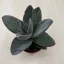 Crassula 'Garnet Lotus'