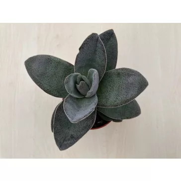 Crassula 'Garnet Lotus'