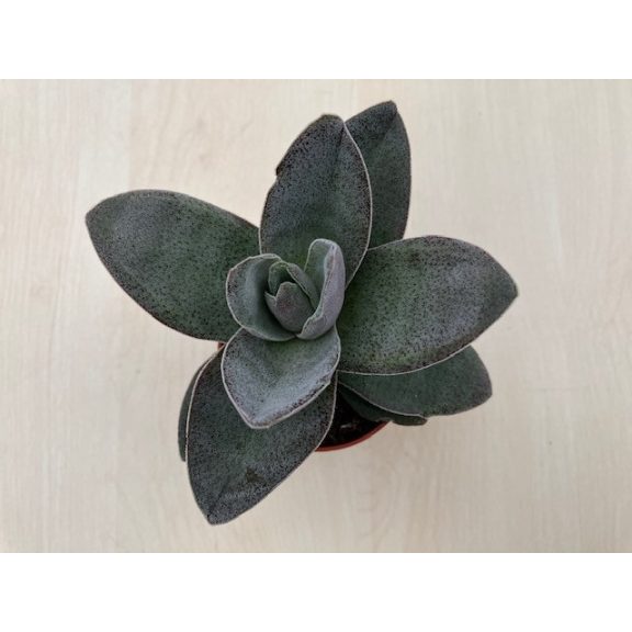 Crassula 'Garnet Lotus'