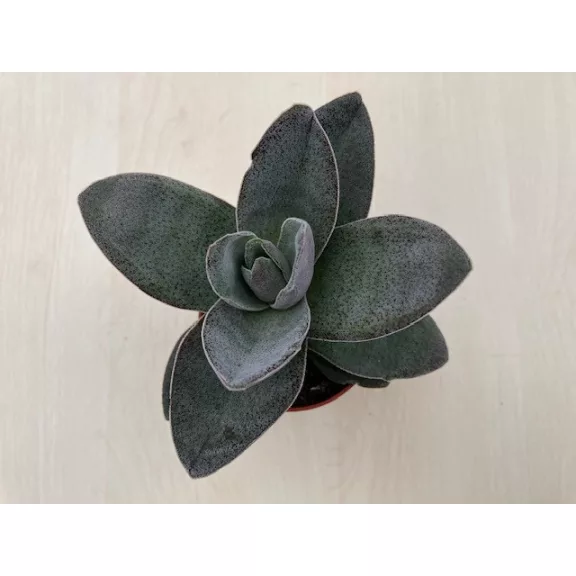 Crassula 'Garnet Lotus'