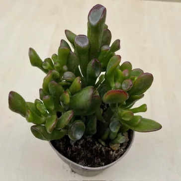 Crassula ovata 'Gollum' 