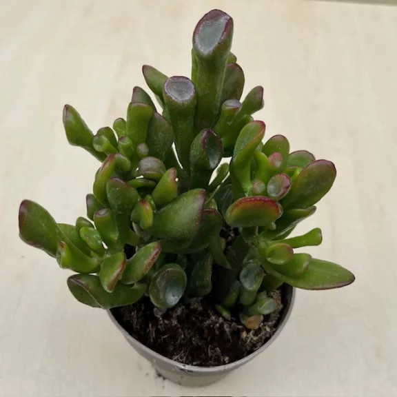 Crassula ovata 'Gollum' Crassula ovata 'Gollum'