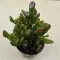Crassula ovata 'Gollum' 
