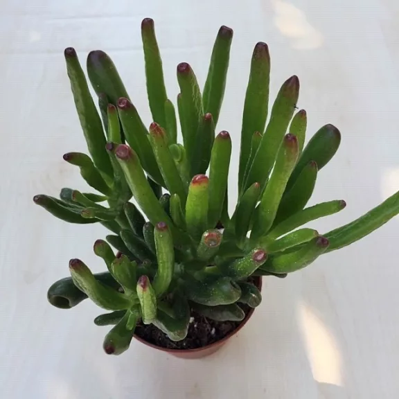 Crassula ovata 'Gollum' Crassula ovata 'Gollum'