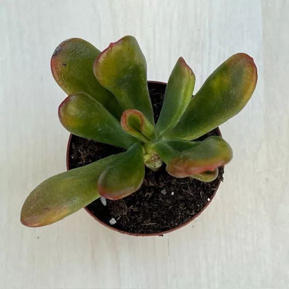 Crassula ovata Crassula ovata