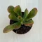 Crassula ovata 