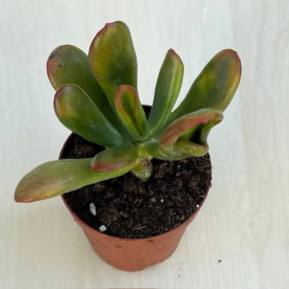 Crassula ovata Crassula ovata