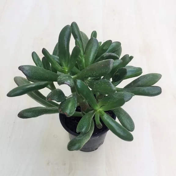 Crassula ovata 'Hobbit' Crassula ovata 'Hobbit'