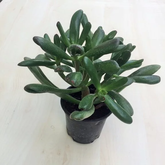 Crassula ovata 'Hobbit' Crassula ovata 'Hobbit'