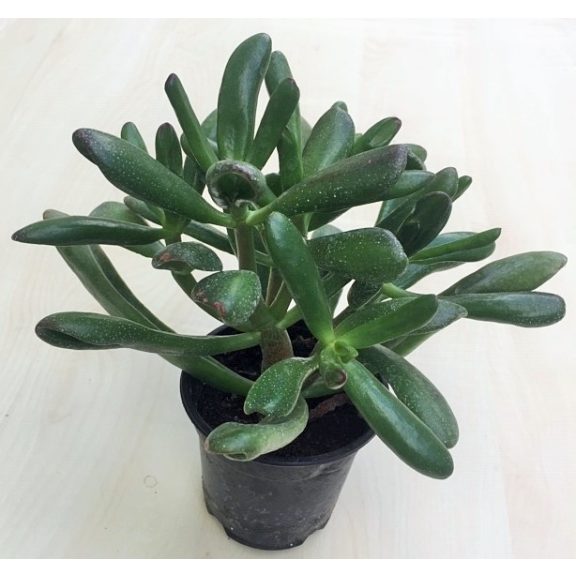 Crassula ovata 'Hobbit'