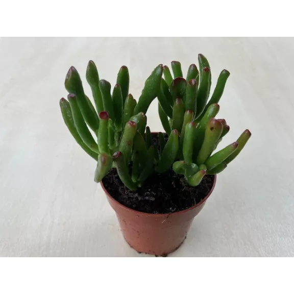 Crassula ovata Crassula ovata